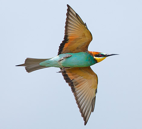 European Bee-eater in flight